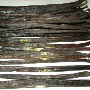 Moldy vanilla beans with visible white and yellow mold spots showing signs of improper storage and spoilage.