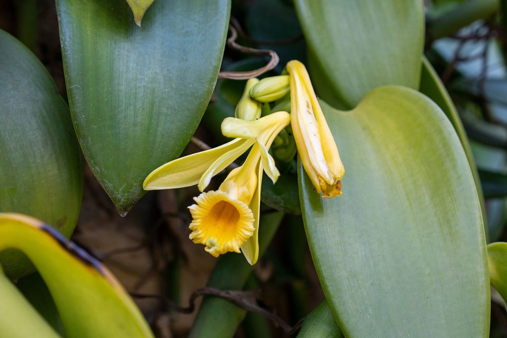 Yellow vanilla orchid flowers blooming among broad green leaves on a tropical vanilla vine.