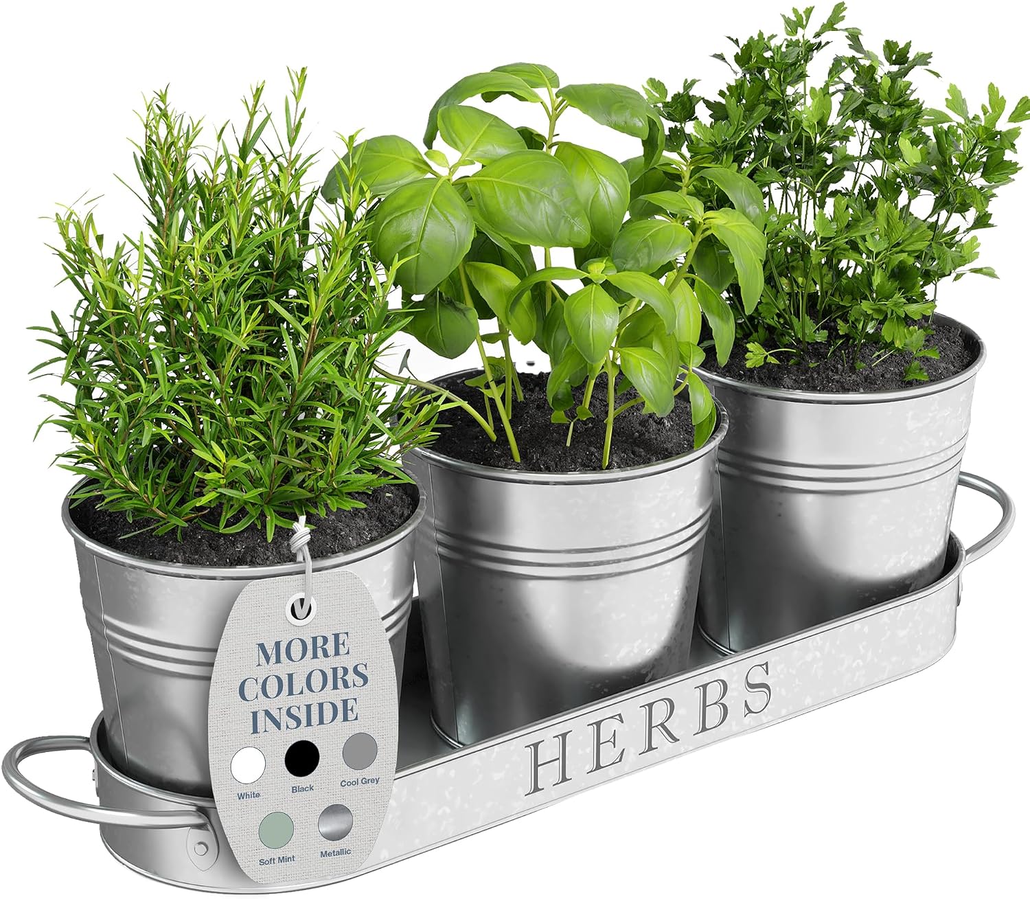Fresh basil, rosemary, parsley, and other green herbs growing in small white ceramic pots arranged together on a wooden kitchen surface.
